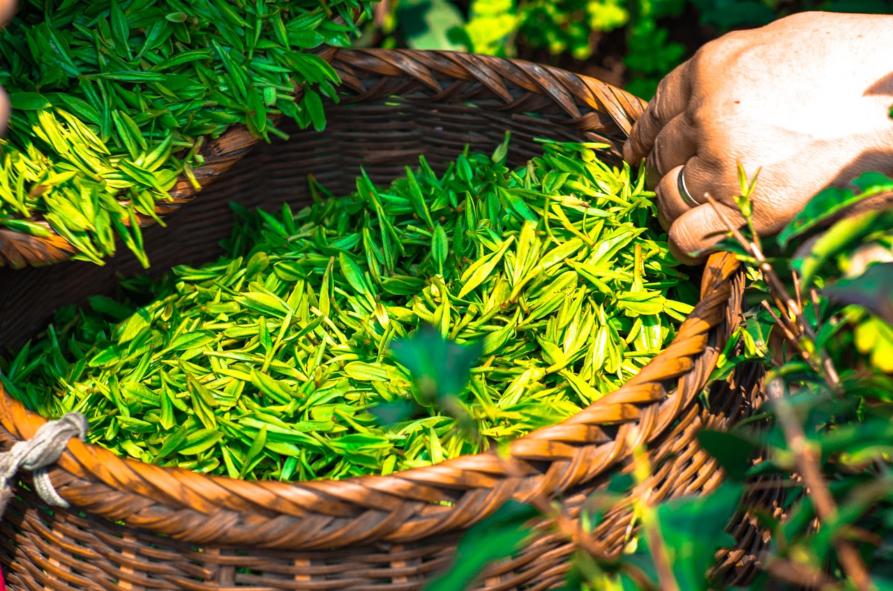 zbieranie liści zielonej herbaty